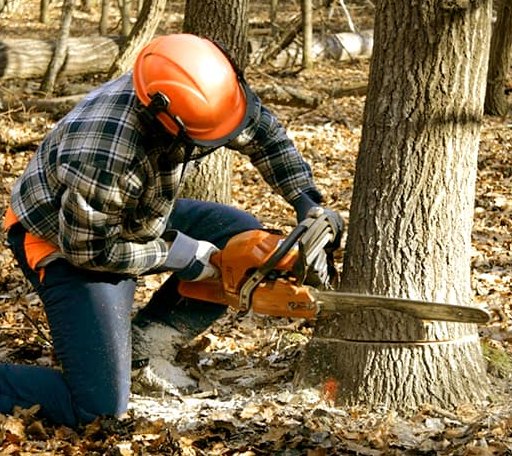 Tree Removal in New Llano, LA